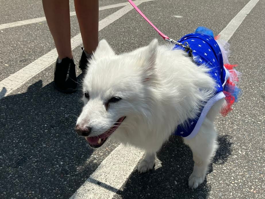 The Plume family of Patchogue brought their dog, Keeta, to the parade dressed in red, white and blue.